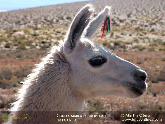 Con la marca de propiedad en la oreja